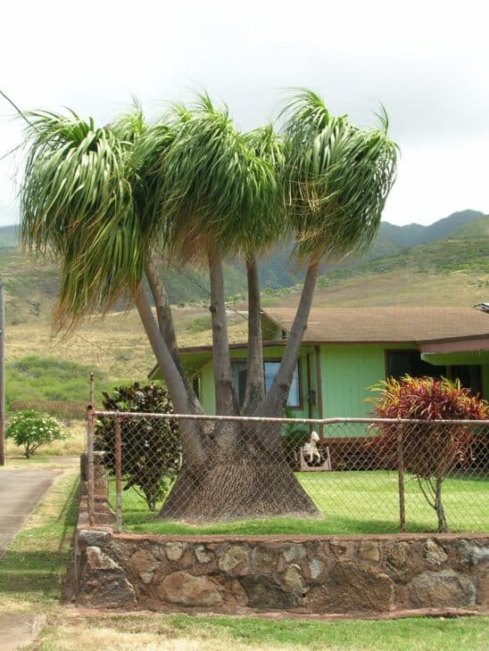 Ponytail Palm - Beaucarnea recurvata