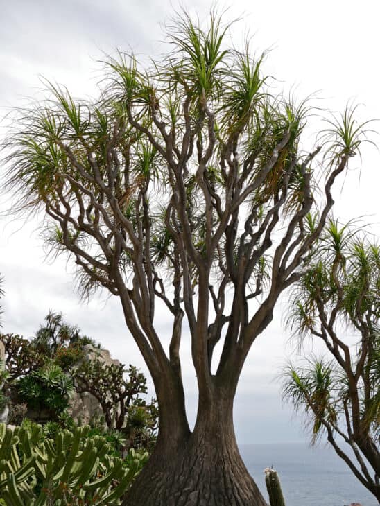 Ponytail Palm - Beaucarnea recurvata