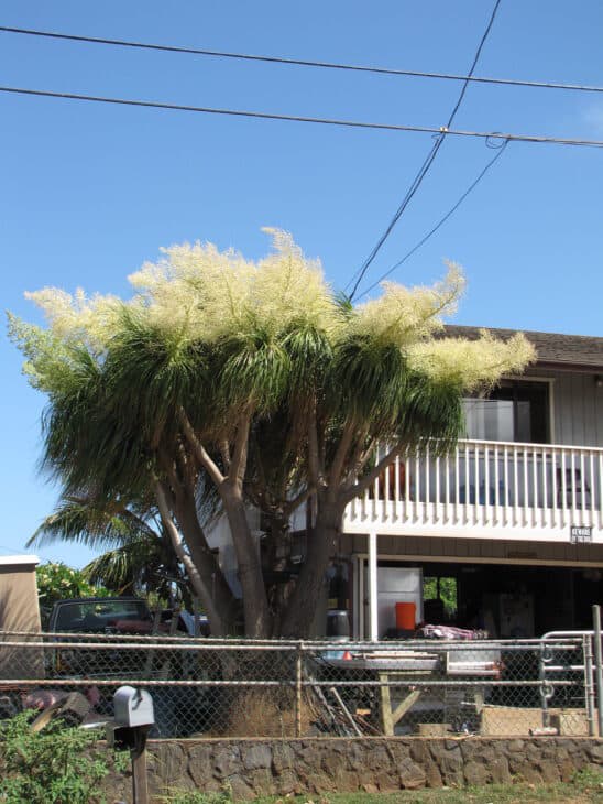 Ponytail Palm - Beaucarnea recurvata
