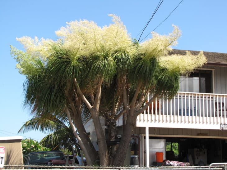 Ponytail Palm - Beaucarnea recurvata