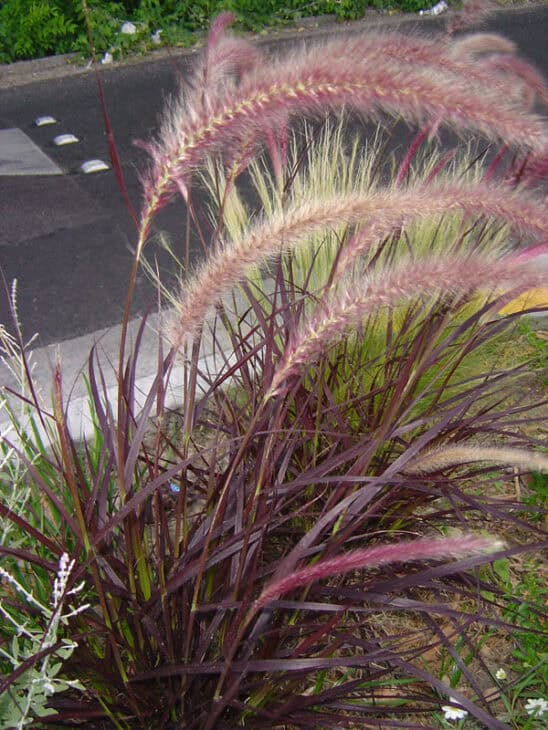 Purple Fountain Grass - Pennisetum setaceum 'Rubrum'