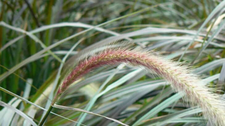 Purple Fountain Grass - Pennisetum setaceum 'Rubrum'