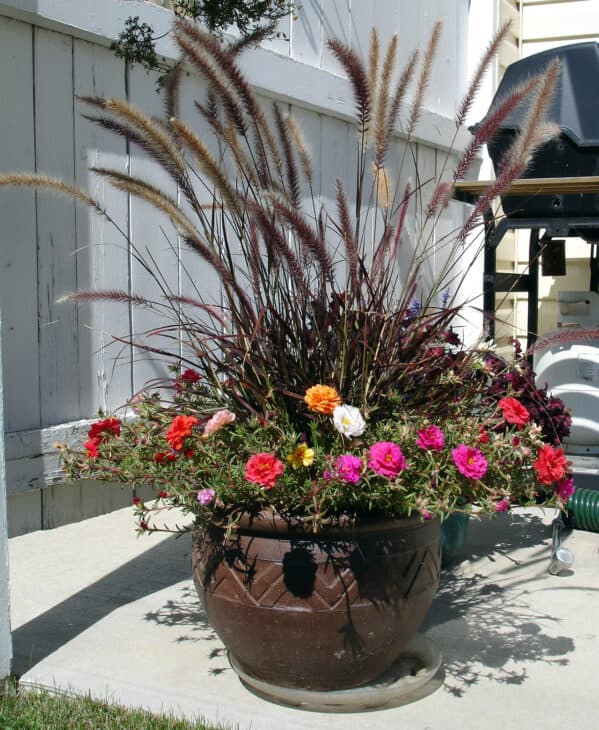 Purple Fountain Grass - Pennisetum setaceum 'Rubrum'