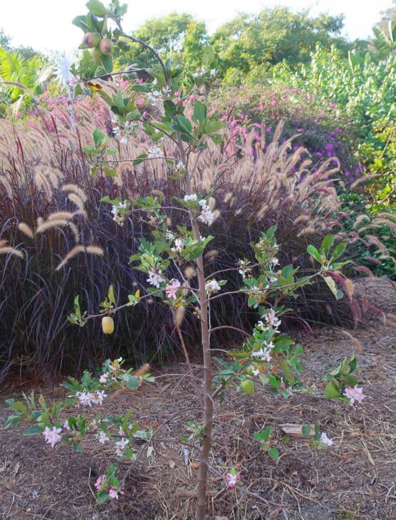 Purple Fountain Grass - Pennisetum setaceum 'Rubrum'
