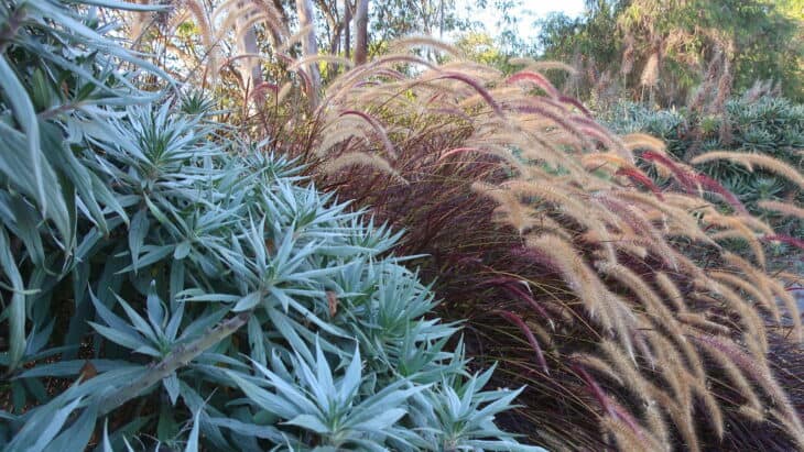 Purple Fountain Grass - Pennisetum setaceum 'Rubrum'