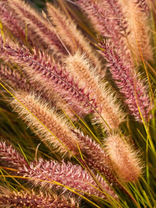 Purple Fountain Grass - Pennisetum setaceum 'Rubrum'