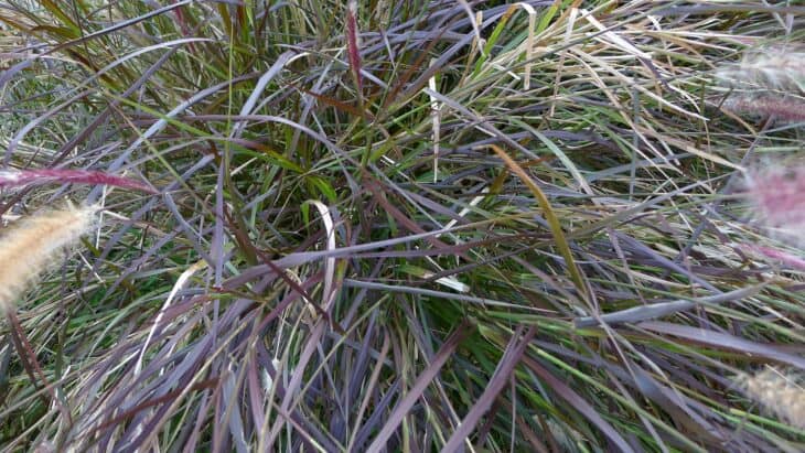 Purple Fountain Grass - Pennisetum setaceum 'Rubrum'