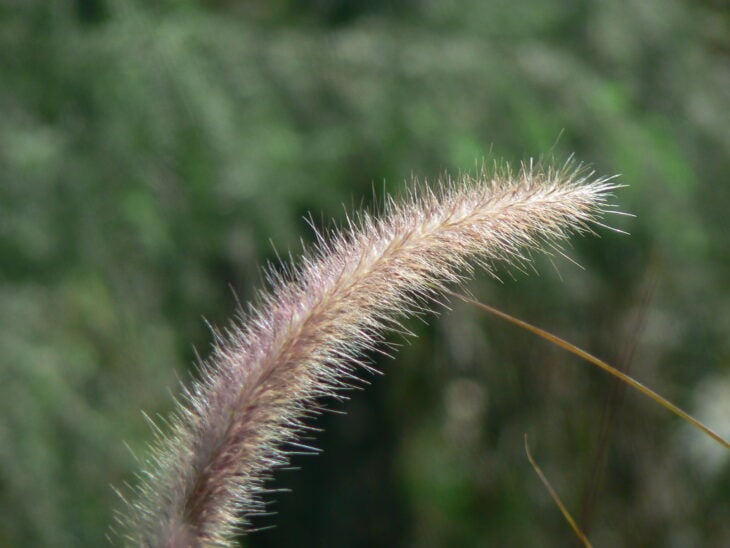 Purple Fountain Grass - Pennisetum setaceum 'Rubrum'