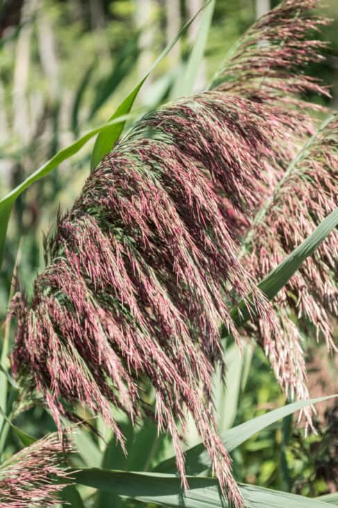 Purple Fountain Grass - Pennisetum setaceum 'Rubrum'