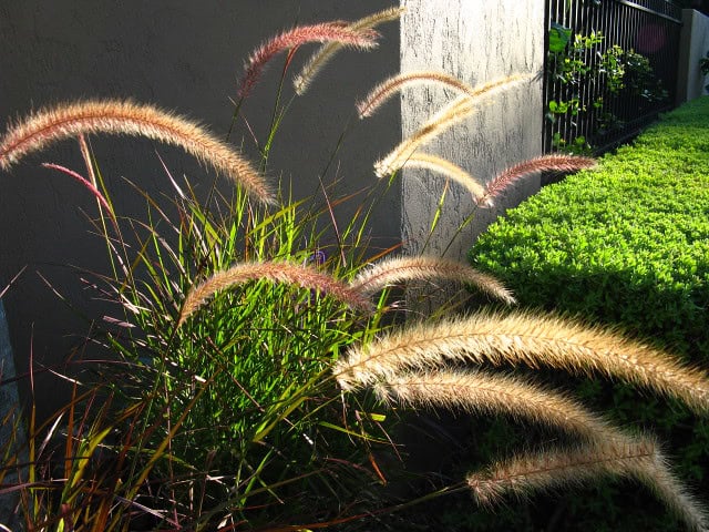 Purple Fountain Grass - Pennisetum setaceum 'Rubrum'