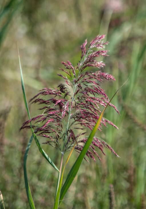 Purple Fountain Grass - Pennisetum setaceum 'Rubrum'