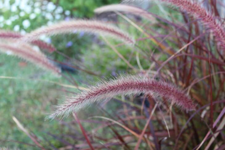 Purple Fountain Grass - Pennisetum setaceum 'Rubrum'