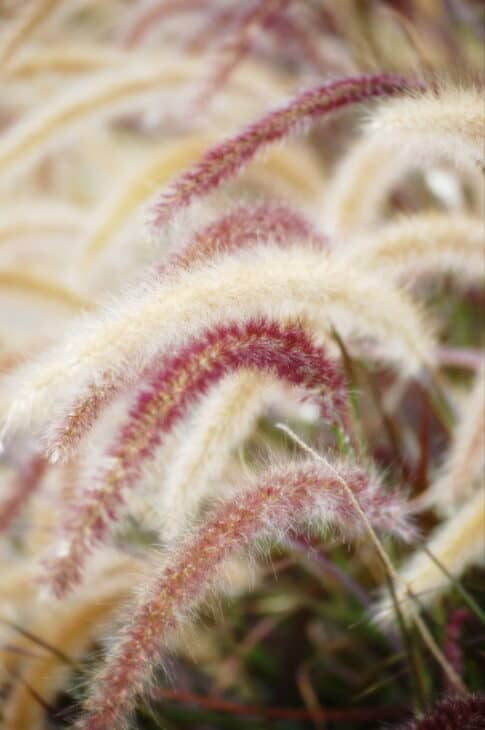 Purple Fountain Grass - Pennisetum setaceum 'Rubrum'
