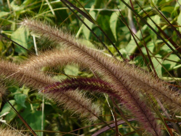 Purple Fountain Grass - Pennisetum setaceum 'Rubrum'