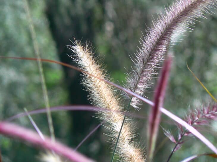 Purple Fountain Grass - Pennisetum setaceum 'Rubrum'