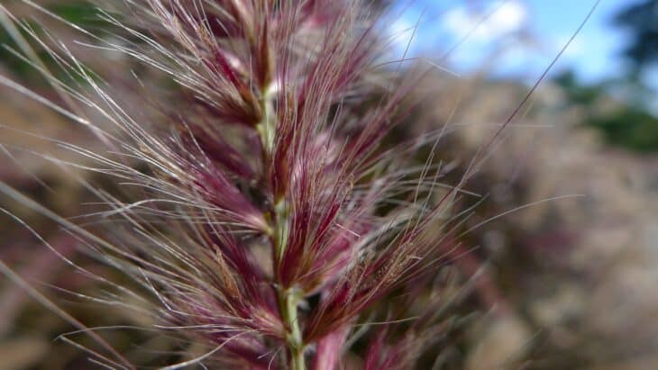 Purple Fountain Grass - Pennisetum setaceum 'Rubrum'