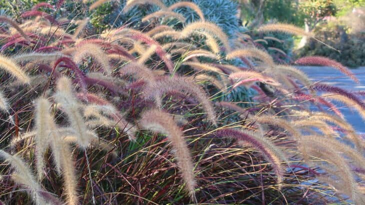 Purple Fountain Grass - Pennisetum setaceum 'Rubrum'