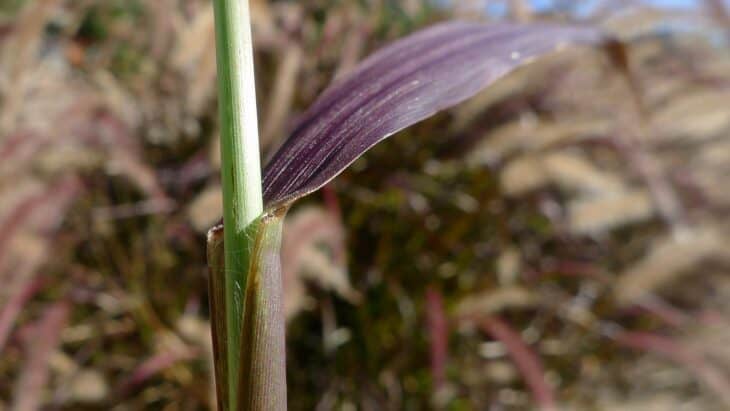 Purple Fountain Grass - Pennisetum setaceum 'Rubrum'