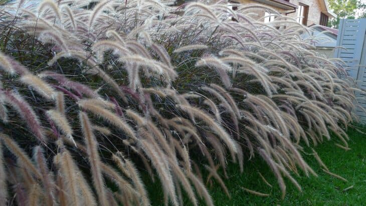 Purple Fountain Grass - Pennisetum setaceum 'Rubrum'