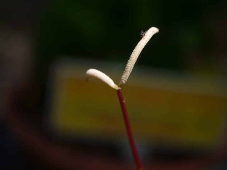 Raindrop Peperomia - Peperomia polybotrya