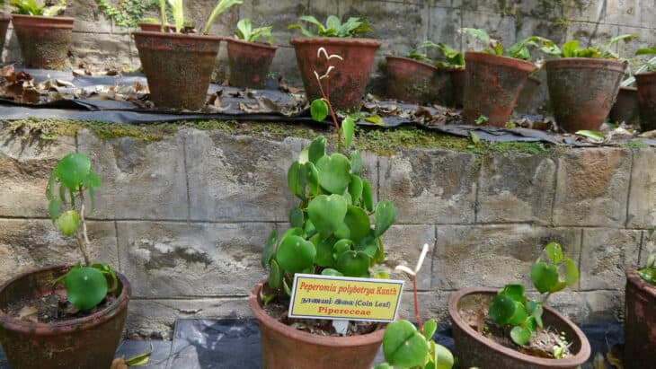 Raindrop Peperomia - Peperomia polybotrya
