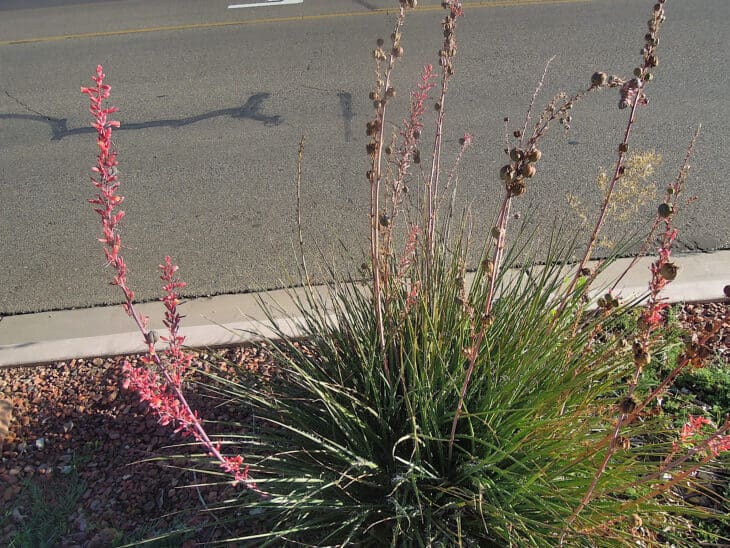 Red Yucca - Hesperaloe parviflora