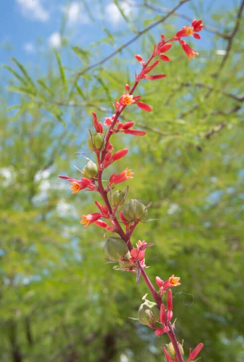 Red Yucca - Hesperaloe parviflora