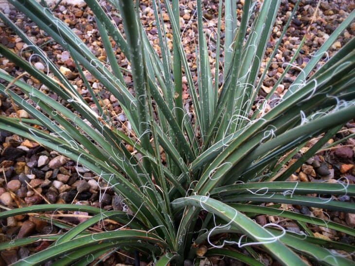 Red Yucca - Hesperaloe parviflora