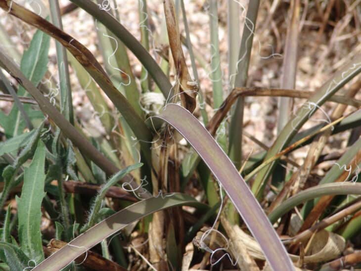 Red Yucca - Hesperaloe parviflora