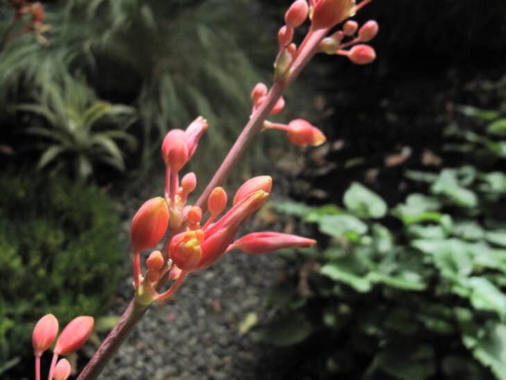 Red Yucca - Hesperaloe parviflora