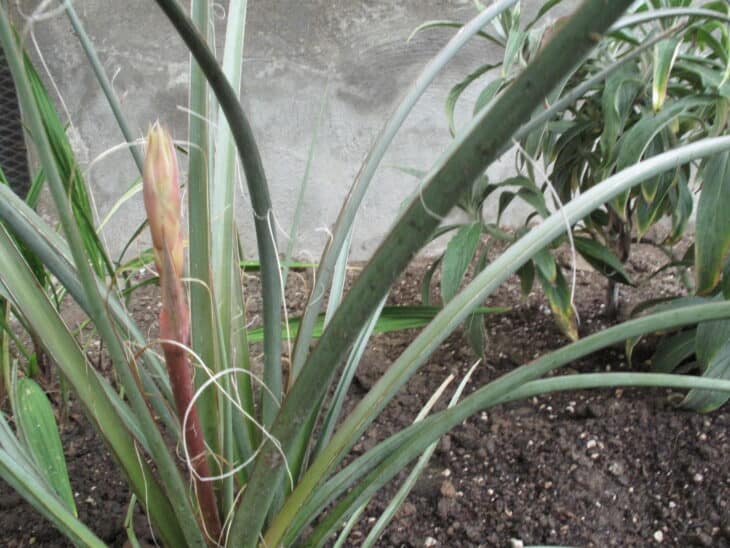 Red Yucca - Hesperaloe parviflora