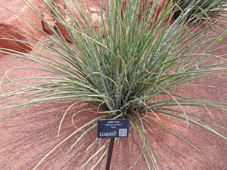 Red Yucca - Hesperaloe parviflora