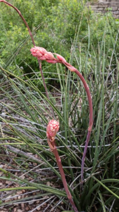 Red Yucca - Hesperaloe parviflora