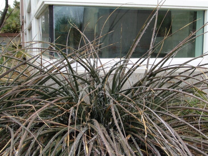 Red Yucca - Hesperaloe parviflora