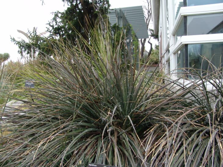 Red Yucca - Hesperaloe parviflora