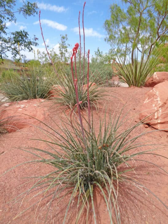 Red Yucca - Hesperaloe parviflora