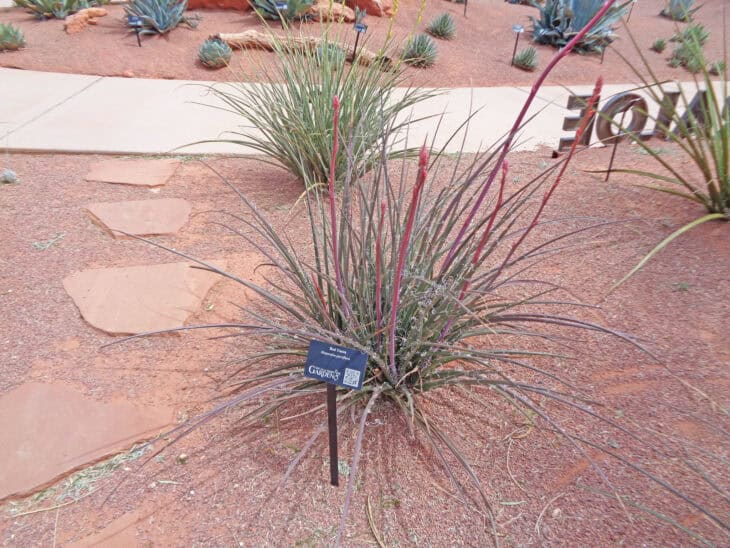 Red Yucca - Hesperaloe parviflora