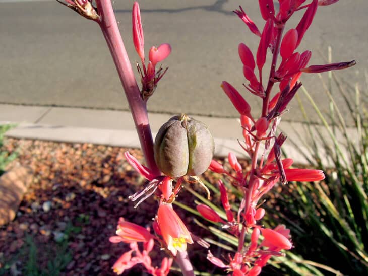 Red Yucca - Hesperaloe parviflora