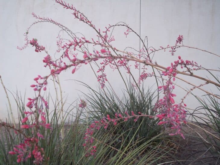 Red Yucca - Hesperaloe parviflora