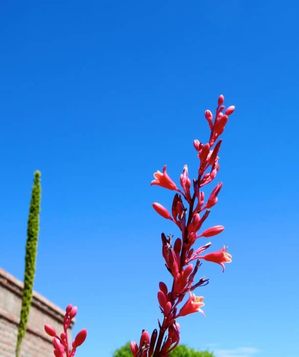Red Yucca - Hesperaloe parviflora