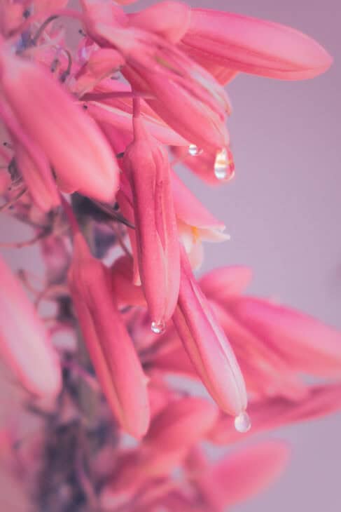 Red Yucca - Hesperaloe parviflora