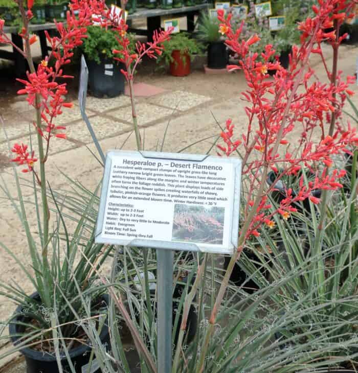 Red Yucca - Hesperaloe parviflora
