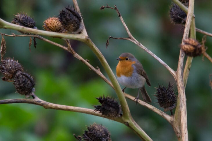 Robin