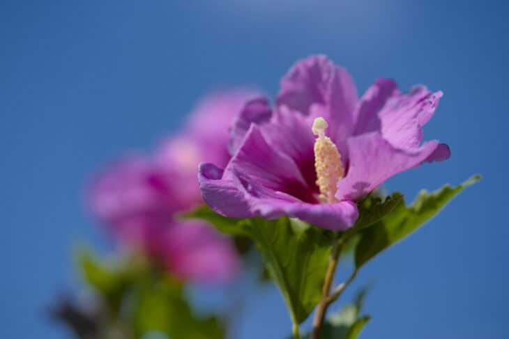 Rose of Sharon - Hibiscus syriacus