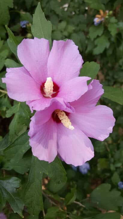 Rose of Sharon - Hibiscus syriacus
