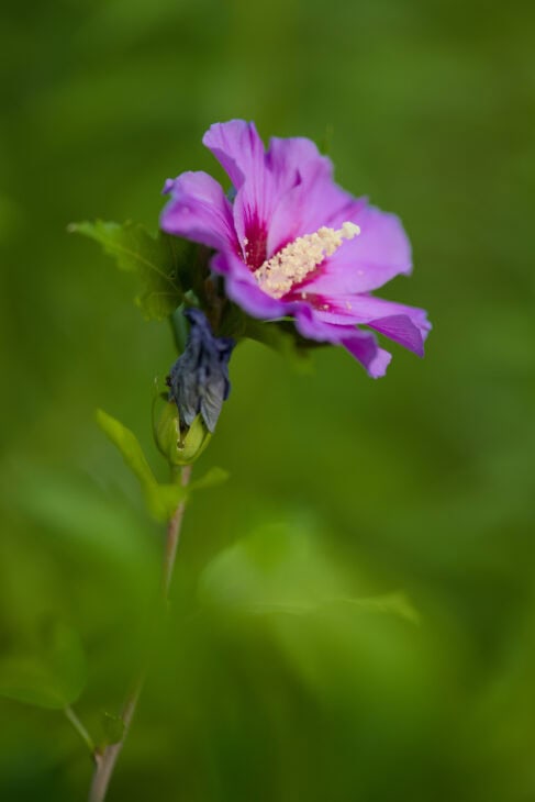 Rose of Sharon - Hibiscus syriacus
