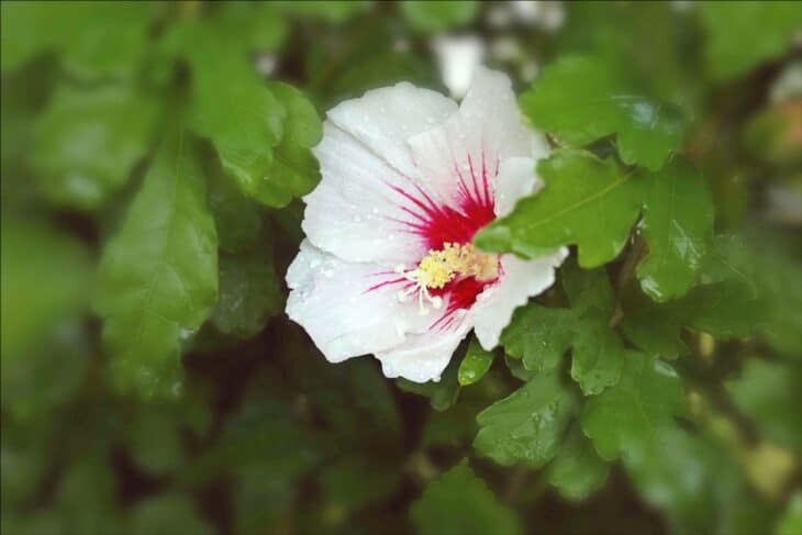 Rose of Sharon - Hibiscus syriacus