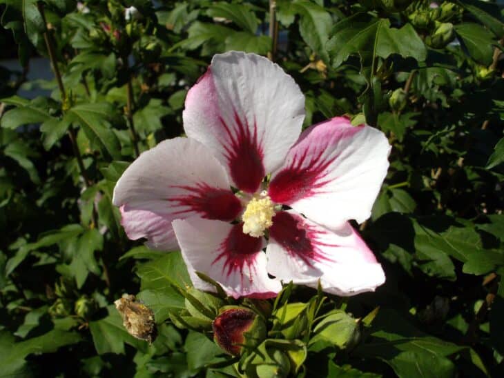 Rose of Sharon - Hibiscus syriacus