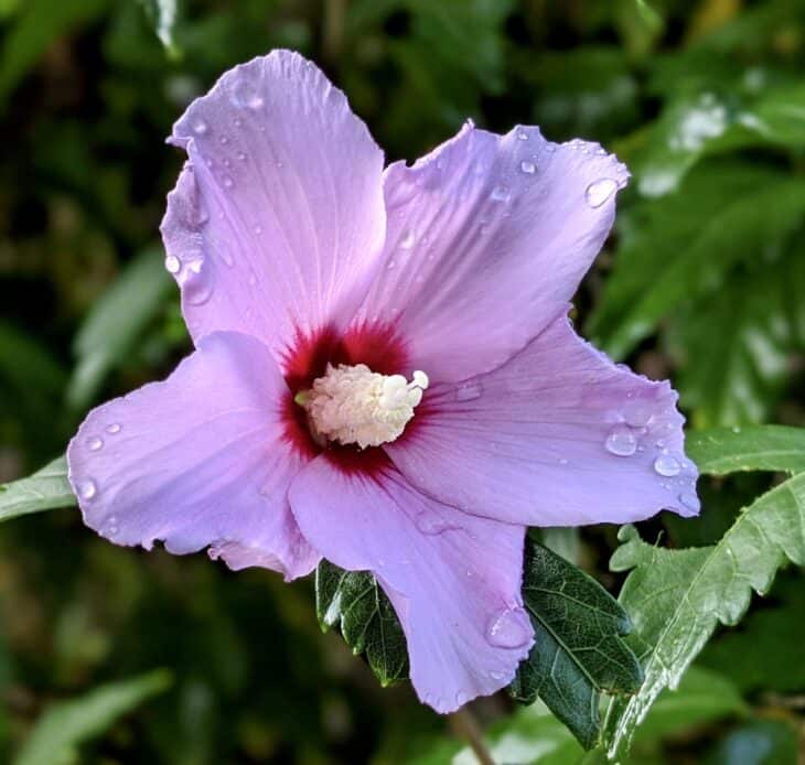 Rose of Sharon - Hibiscus syriacus