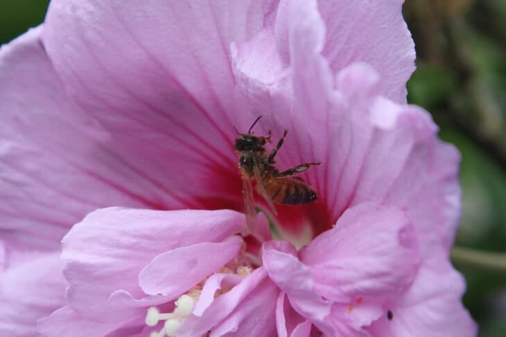 Rose of Sharon - Hibiscus syriacus